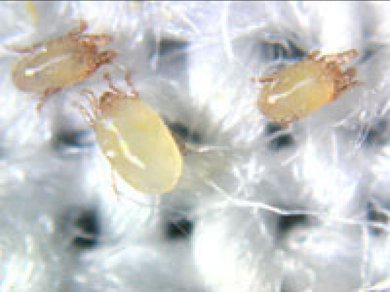 Dust mites