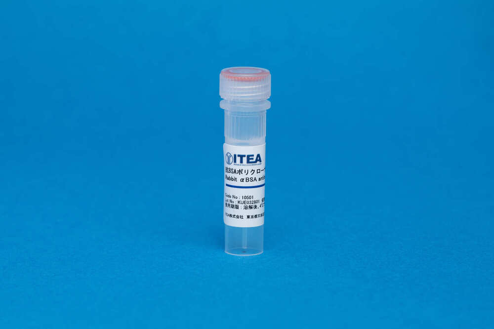 Rabbit Anti-BSA Polyclonal Antibody