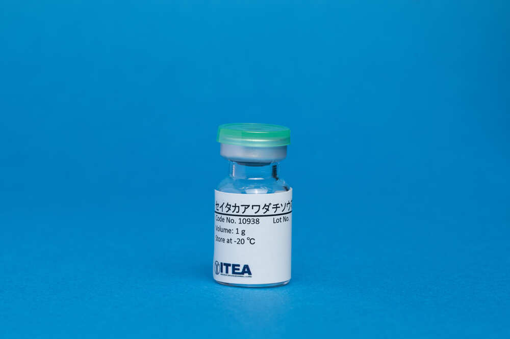 Tall Goldenrod Pollen