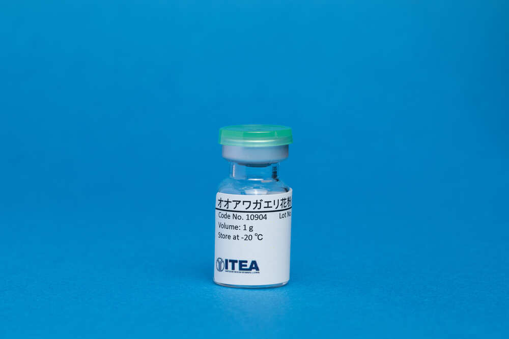 オオアワガエリ花粉（輸入）