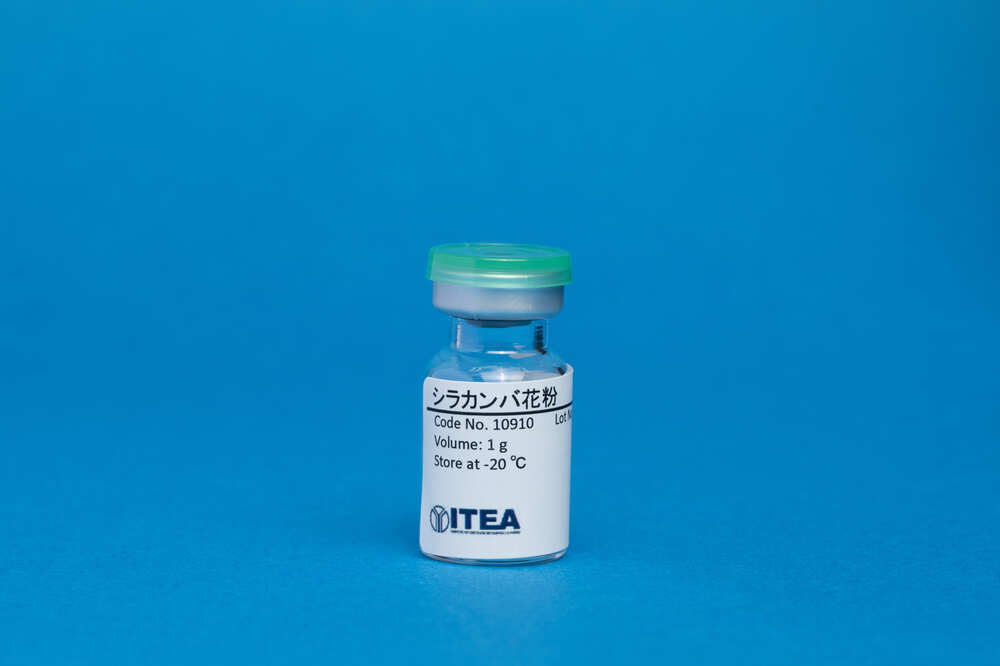 シラカンバ花粉